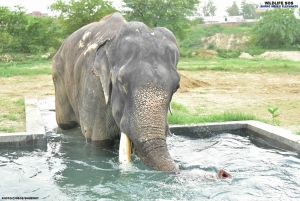 Agra: 3 Tage Taj Mahal, Wildlife SOS & Ranthambore Safari