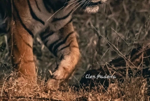 Agra: 3 Tage Taj Mahal, Wildlife SOS & Ranthambore Safari