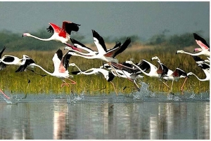 Einweg-Transfer von Agra nach Jaipur mit Keoladeo Birds Park