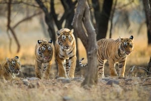 Prenota il tour Safari delle tigri in giornata/Ranthambore Tiger Hub