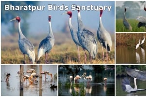 Day Tour Chand Baori, Bharatpur & Fatehpur Sikri from Jaipur