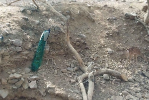 Золотой треугольник: Дели, Агра, Джайпур. Многодневное путешествие с сафари.