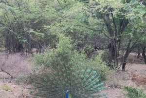 Delhi: Private 3-Days Jaipur & Ranthambore Tiger Safari Tour