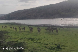 Delhi: Private 3-Days Jaipur & Ranthambore Tiger Safari Tour