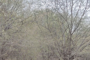 Delhi: Private 3-Days Jaipur & Ranthambore Tiger Safari Tour