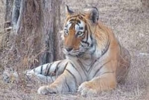 Delhi Agra Jaipur Golden Triangle Multyday Tour med safari