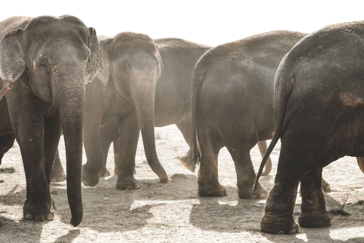 Visite du sanctuaire des éléphants Elefantastic