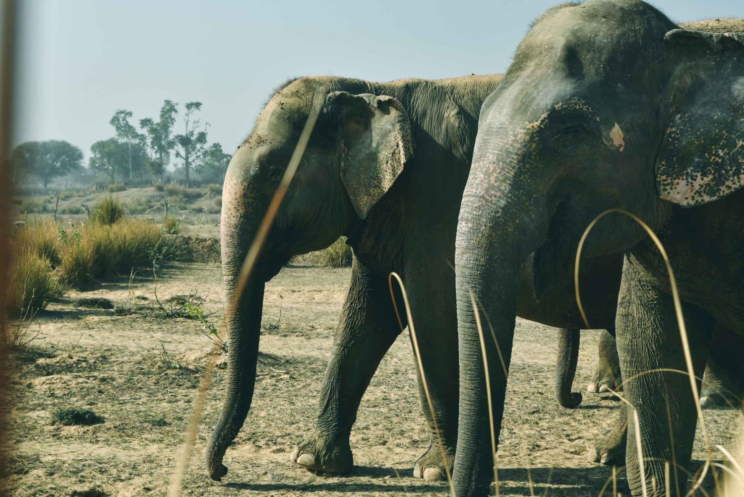 Visite du sanctuaire des éléphants Elefantastic
