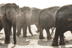Visite du sanctuaire des éléphants Elefantastic
