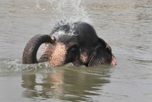 Visite du sanctuaire des éléphants Elefantastic