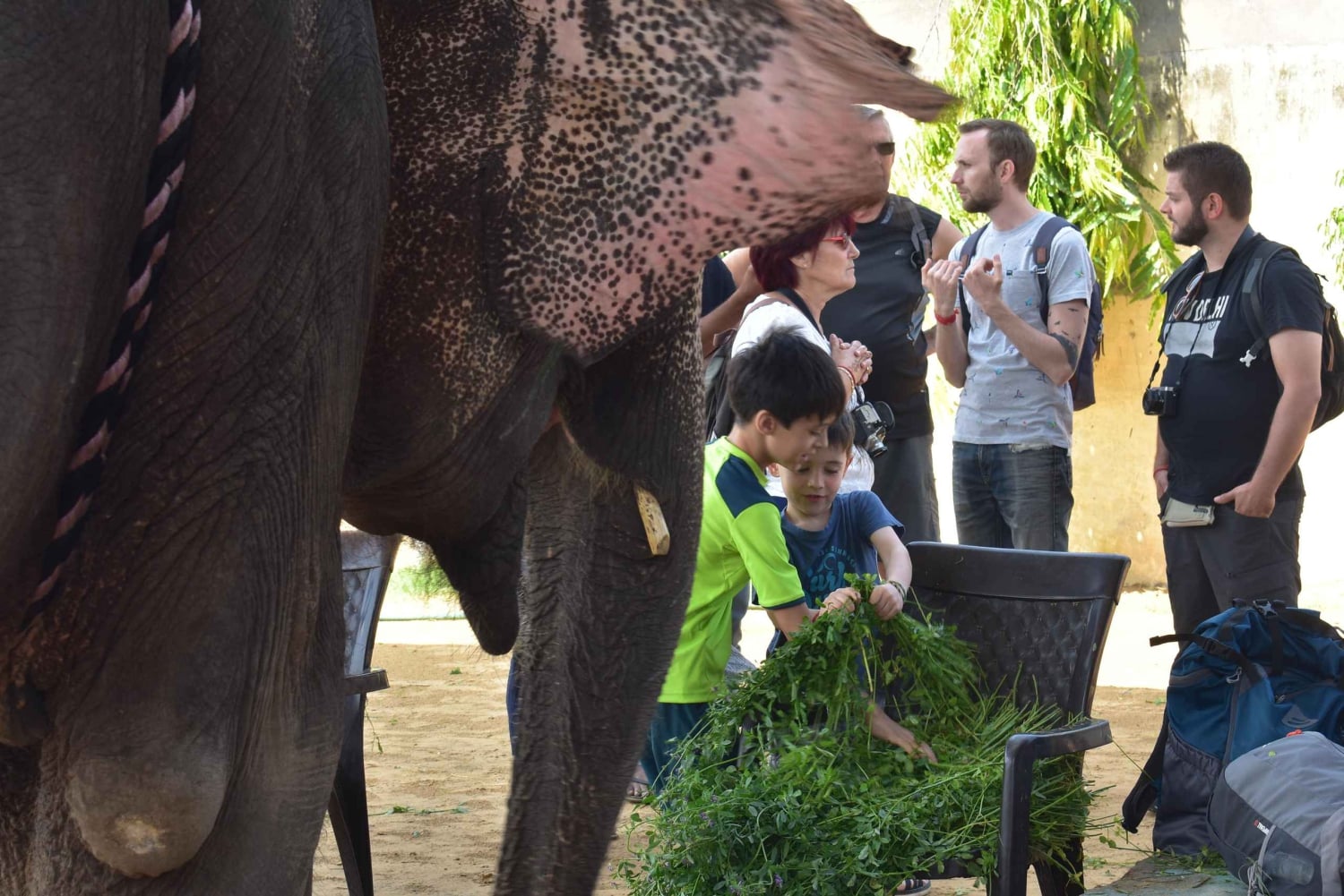 Elefun – det bästa elefantreservatet i Jaipur