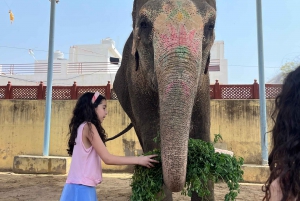 Elefun Beste Olifantenopvang in Jaipur