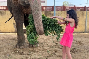 Elefun Beste Olifantenopvang in Jaipur