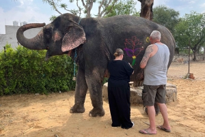 Elefun Beste Olifantenopvang in Jaipur