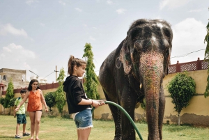 Elefun Beste Olifantenopvang in Jaipur