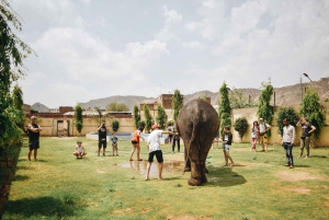 Elefun Beste Olifantenopvang in Jaipur