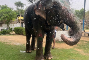Elefun Beste Olifantenopvang in Jaipur