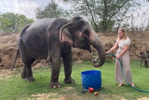 Elefun Beste Olifantenopvang in Jaipur