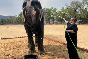 Elefun Beste Olifantenopvang in Jaipur