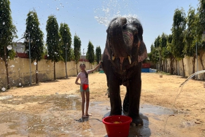 Elefun Beste Olifantenopvang in Jaipur