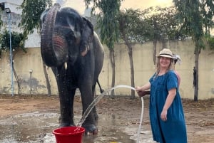 Elefun Beste Olifantenopvang in Jaipur