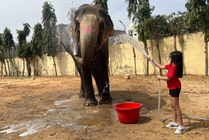 Elefun Beste Olifantenopvang in Jaipur