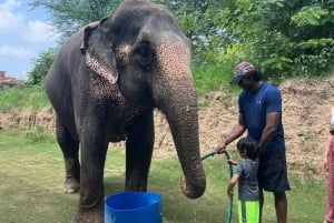 Elefun Beste Olifantenopvang in Jaipur
