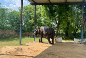 Elefun Beste Olifantenopvang in Jaipur