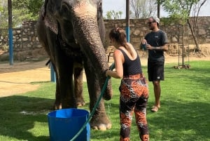 Elefun Beste Olifantenopvang in Jaipur