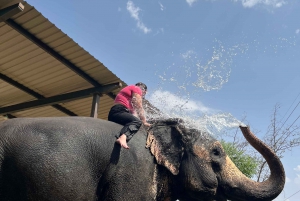 Elefun Beste Olifantenopvang in Jaipur