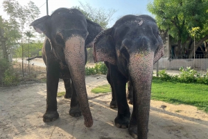 Elefun Beste Olifantenopvang in Jaipur