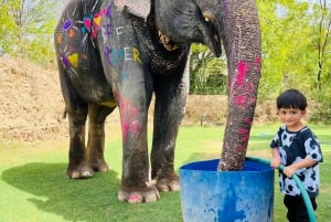 Elefun Beste Olifantenopvang in Jaipur