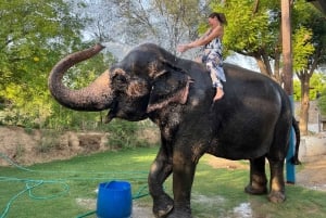 Elefun Beste Olifantenopvang in Jaipur