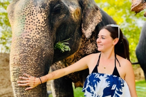 Elefun Beste Olifantenopvang in Jaipur