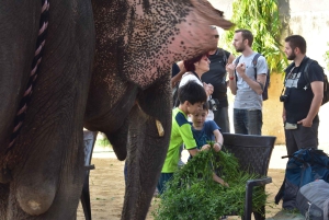 Elefun – det bästa elefantreservatet i Jaipur