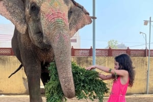 Elefun – det bästa elefantreservatet i Jaipur