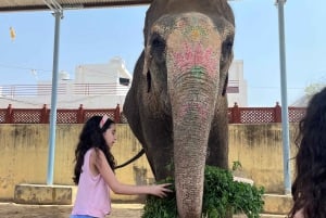 Elefun – det bästa elefantreservatet i Jaipur