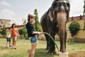 Elefun – det bästa elefantreservatet i Jaipur