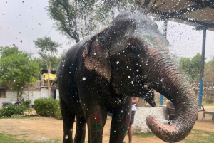 Elefun – det bästa elefantreservatet i Jaipur