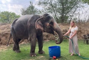 Elefun – det bästa elefantreservatet i Jaipur