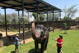 Elefun – det bästa elefantreservatet i Jaipur