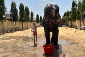 Elefun – det bästa elefantreservatet i Jaipur