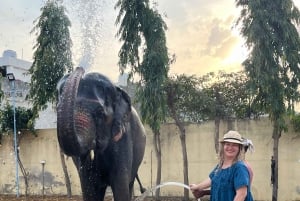 Elefun – det bästa elefantreservatet i Jaipur