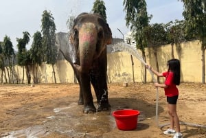 Elefun – det bästa elefantreservatet i Jaipur