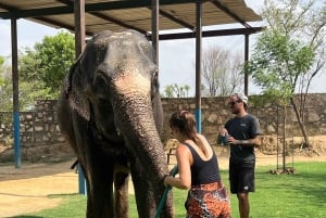 Elefun – det bästa elefantreservatet i Jaipur