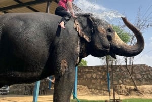 Elefun – det bästa elefantreservatet i Jaipur