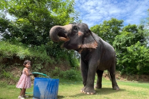 Elefun – det bästa elefantreservatet i Jaipur