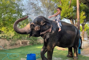 Elefun – det bästa elefantreservatet i Jaipur