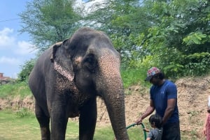 Elefun – det bästa elefantreservatet i Jaipur