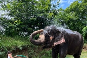 Elefun – det bästa elefantreservatet i Jaipur